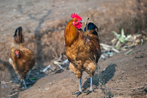 Vue rapprochée du coq sur le terrain