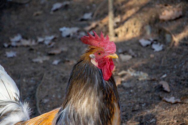 Photo vue rapprochée du coq sur le terrain