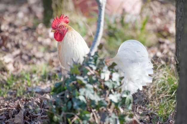 Photo vue rapprochée du coq