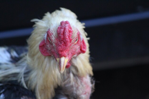 Vue rapprochée du coq