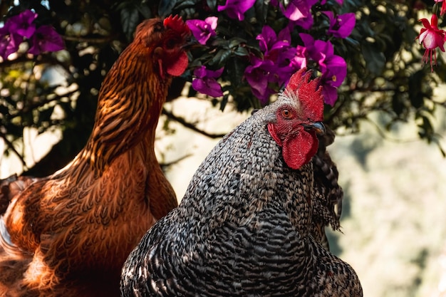 Photo vue rapprochée du coq