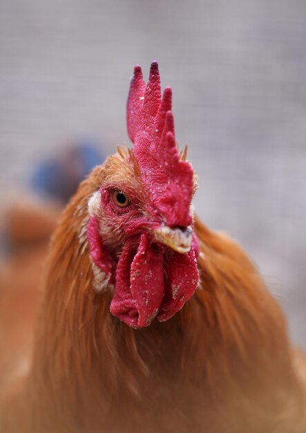 Photo vue rapprochée du coq