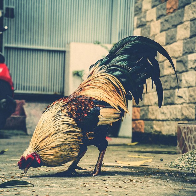 Photo vue rapprochée du coq