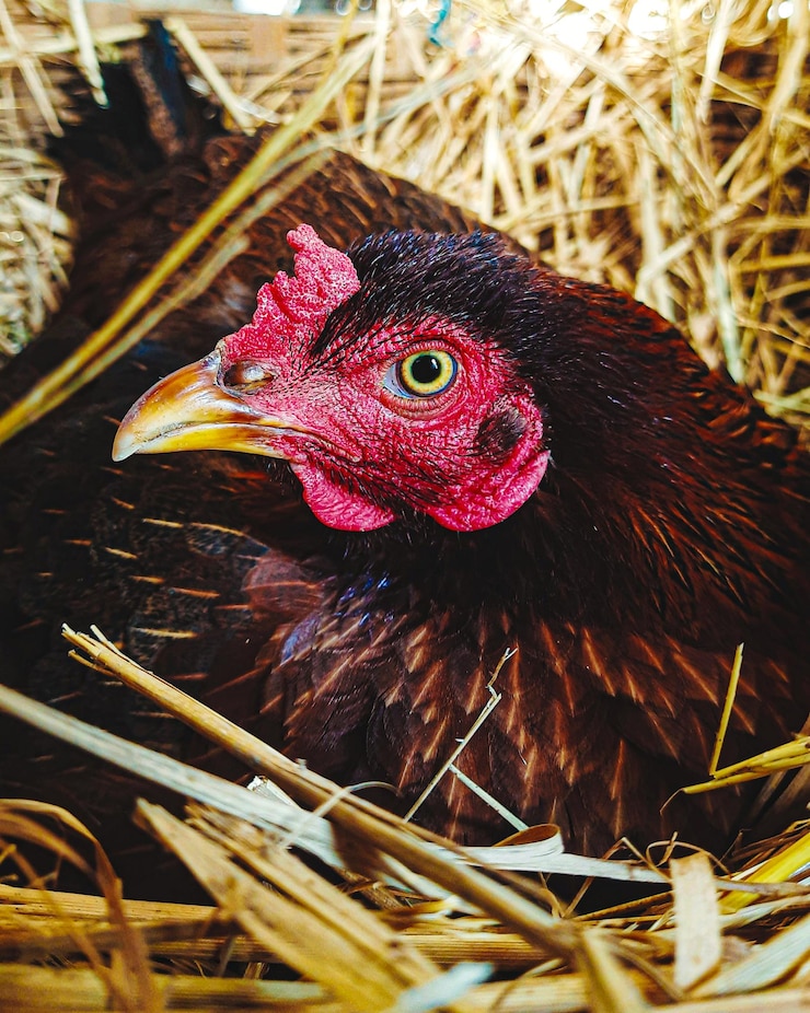 Photo vue rapprochée du coq