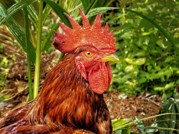 Vue rapprochée du coq