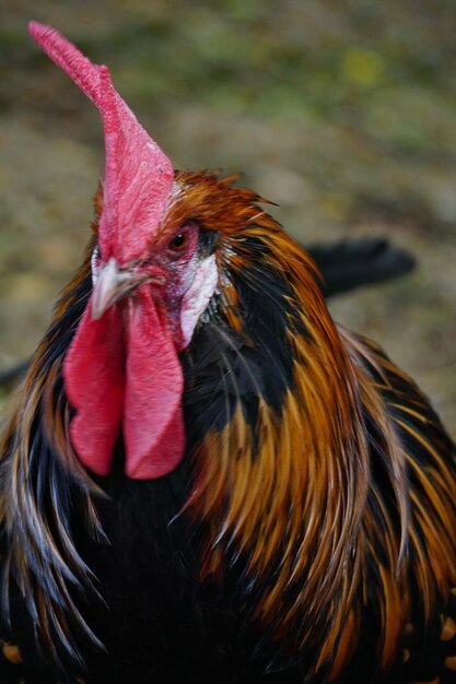 Photo vue rapprochée du coq