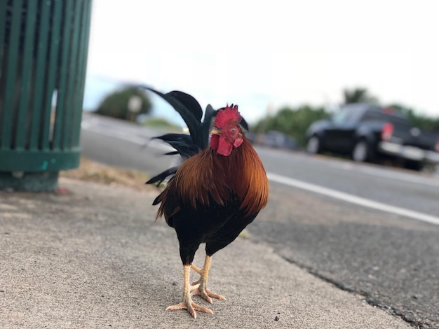 Vue rapprochée du coq