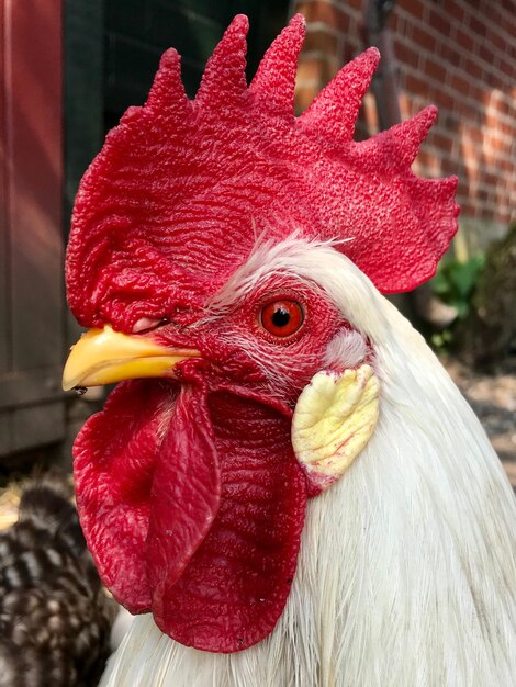 Vue rapprochée du coq