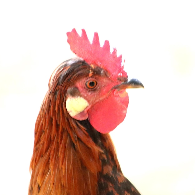 Photo vue rapprochée du coq