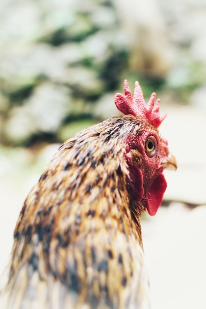 Photo vue rapprochée du coq