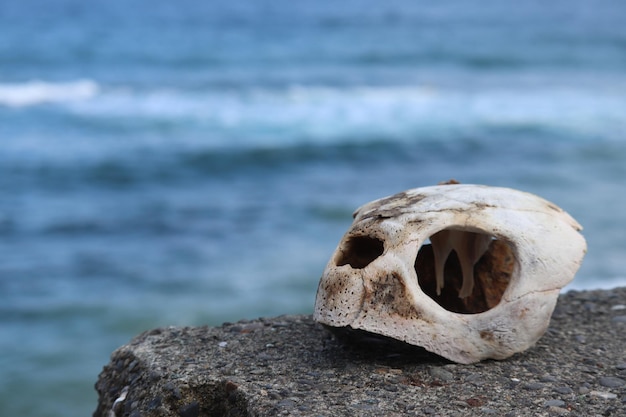 Photo vue rapprochée du coquillage