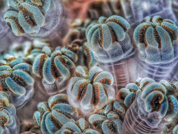 Vue rapprochée du corail en mer