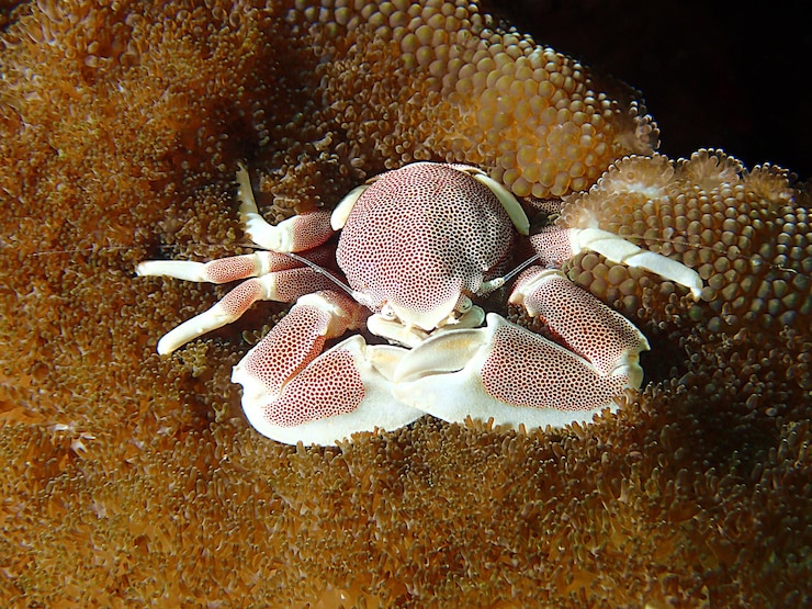 Photo vue rapprochée du corail en mer