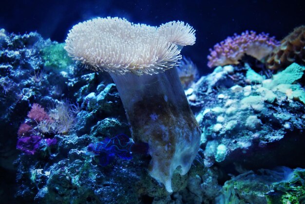 Photo vue rapprochée du corail en mer