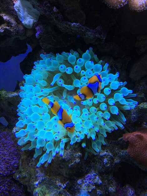 Photo vue rapprochée du corail en mer