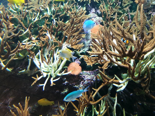 Photo vue rapprochée du corail en mer