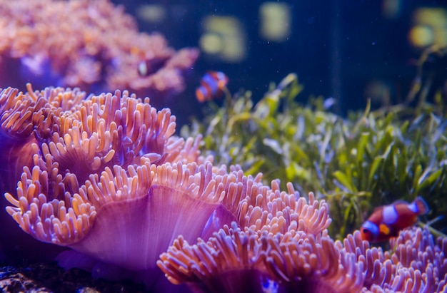 Vue rapprochée du corail sous-marin