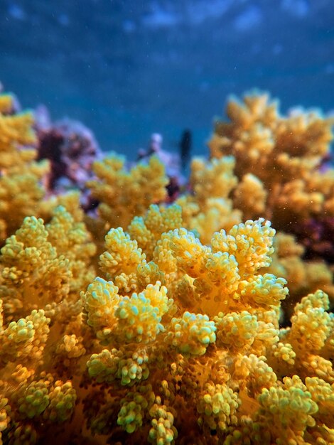 Photo vue rapprochée du corail