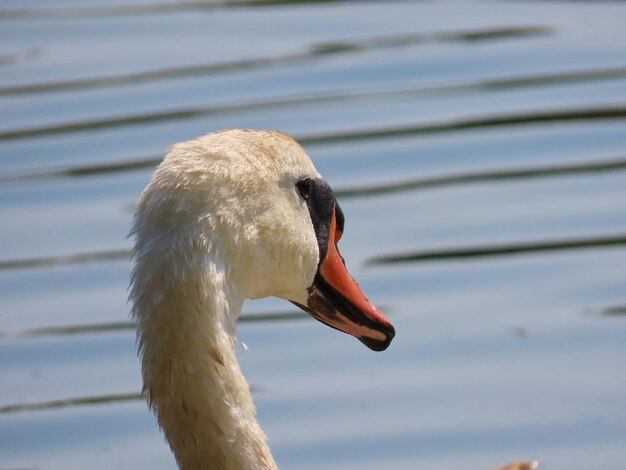 Photo vue rapprochée du côté du cygne