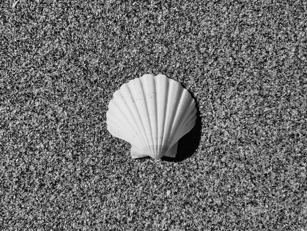 Photo vue rapprochée du crabe sous un angle élevé