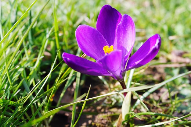 Vue rapprochée du crocus en fleur sur le champ