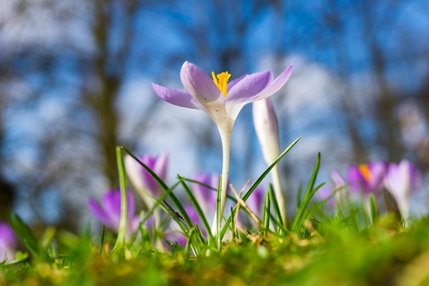 Photo vue rapprochée du crocus en fleurs à l'extérieur