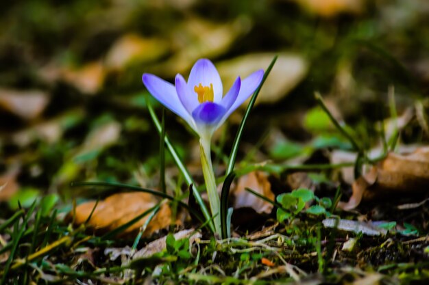 Photo vue rapprochée du crocus pourpre en fleurs sur le champ