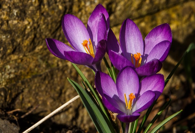 Photo vue rapprochée du crocus violet en fleurs à l'extérieur