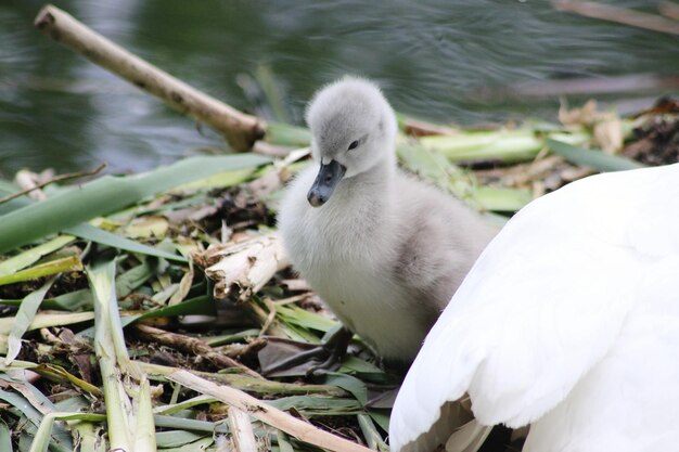 Photo vue rapprochée du cygne dans l'eau