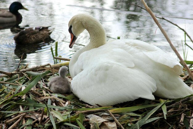 Photo vue rapprochée du cygne dans le lac