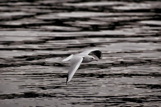 Photo vue rapprochée du cygne sur l'eau