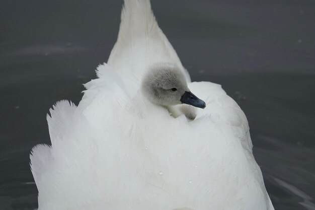 Photo vue rapprochée du cygne sur le lac