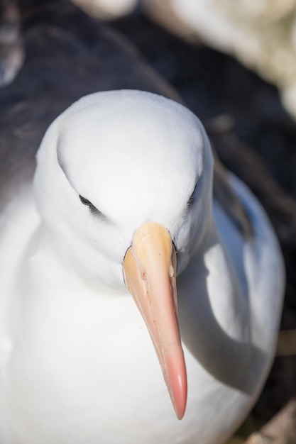 Vue rapprochée du cygne