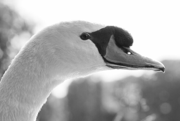 Photo vue rapprochée du cygne