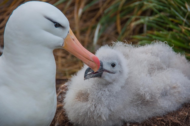 Photo vue rapprochée du cygne