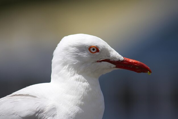 Photo vue rapprochée du cygne