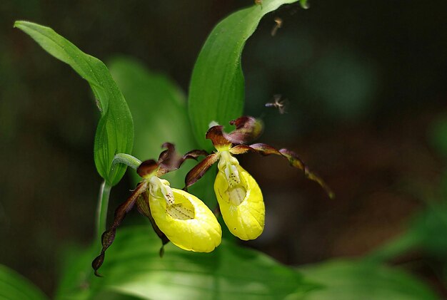 Photo vue rapprochée du cypripedium calceolus en fleurs à l'extérieur