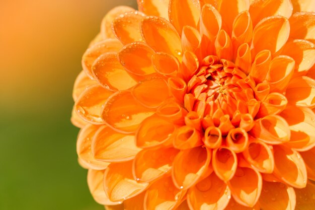 Photo vue rapprochée du dahlia orange