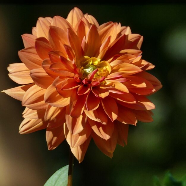 Vue rapprochée du dahlia orange