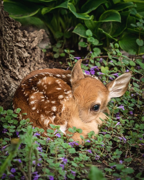 Photo vue rapprochée du faon sur les plantes