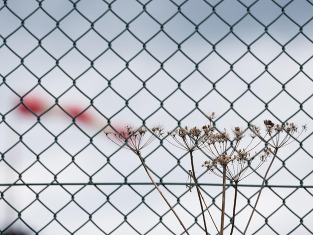 Vue rapprochée du fil de fer barbelé sur la clôture en chaîne contre le ciel