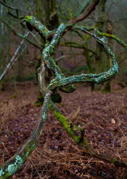 Vue rapprochée du fil de fer barbelé sur le terrain