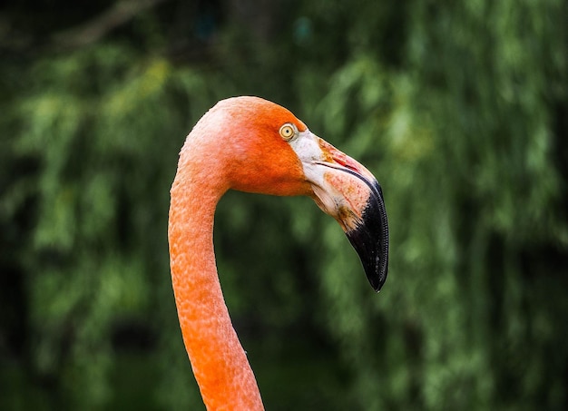 Vue rapprochée du flamant