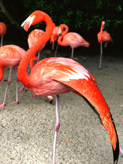 Photo vue rapprochée du flamant