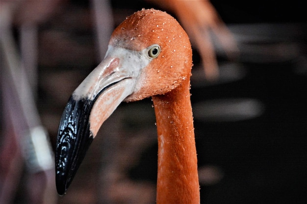 Vue rapprochée du flamant