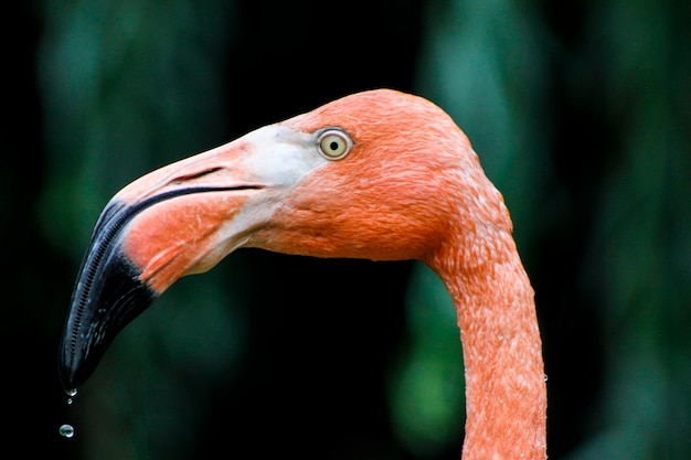 Vue rapprochée du flamant