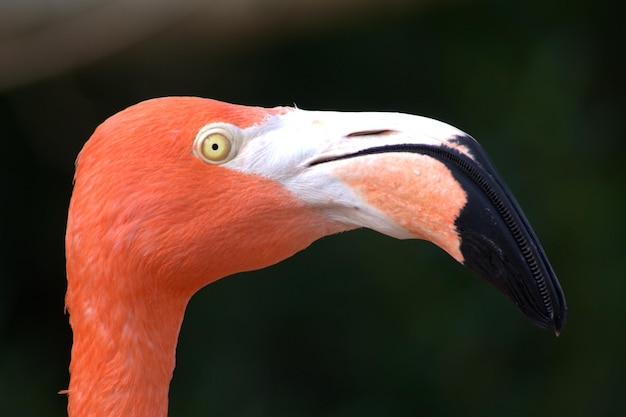 Vue rapprochée du flamant