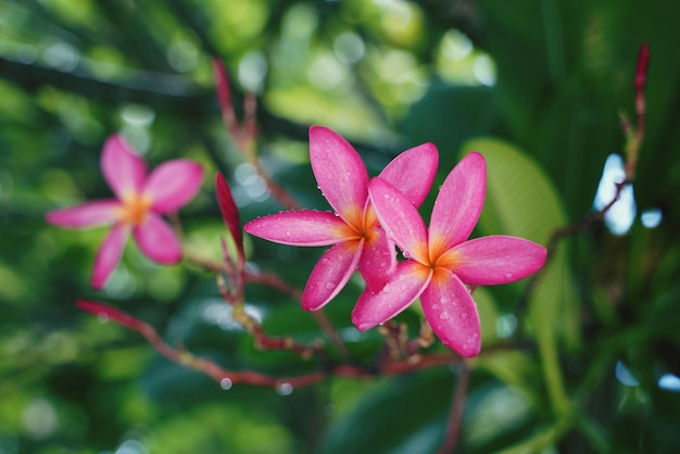 Photo vue rapprochée du frangipani rose sur la plante