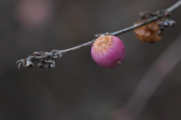 Vue rapprochée du fruit sur la brindille