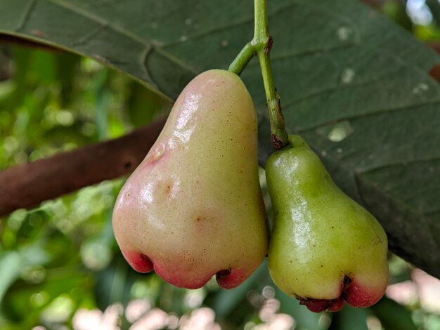 Photo vue rapprochée du fruit de goyave d'eau sur le